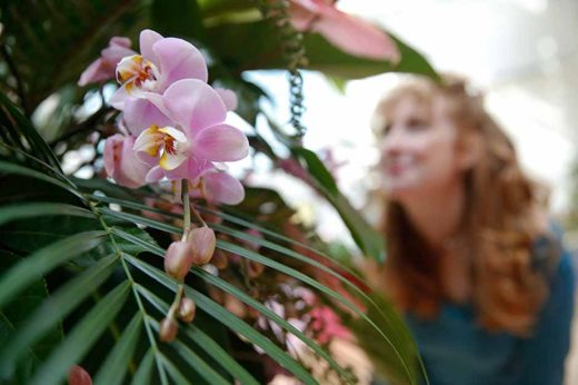 Visitor looking at orchids