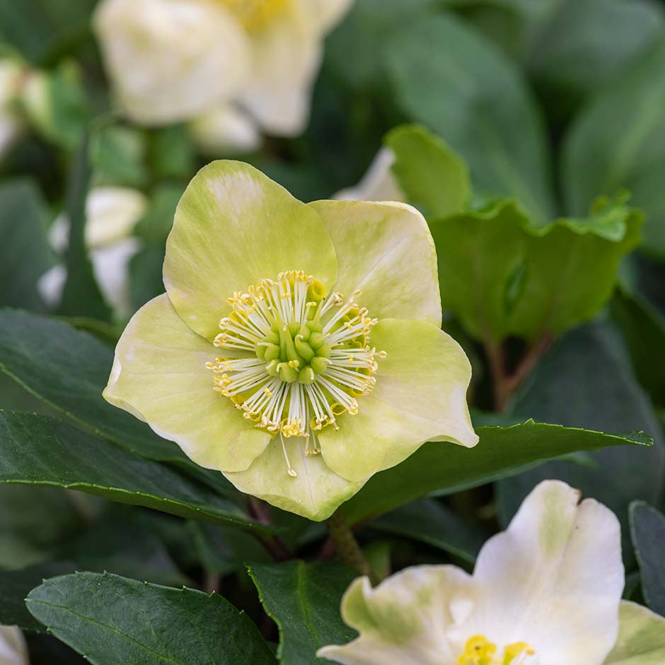 <i>Helleborus niger</i> 'Christmas Carol'