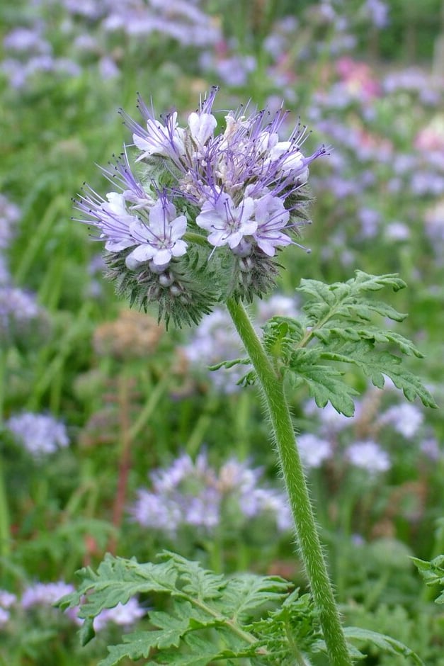 Lilac-flowered Phacelia