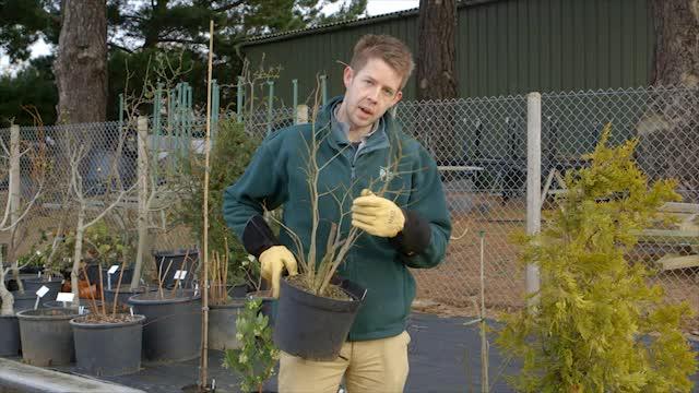 Trees - myths and folklore / RHS Campaign for School Gardening