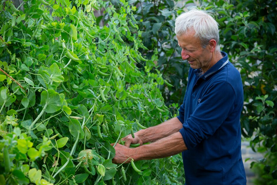 How to grow Peas RHS Vegetables