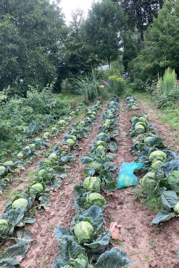 Rows of cabbages growing outdoors