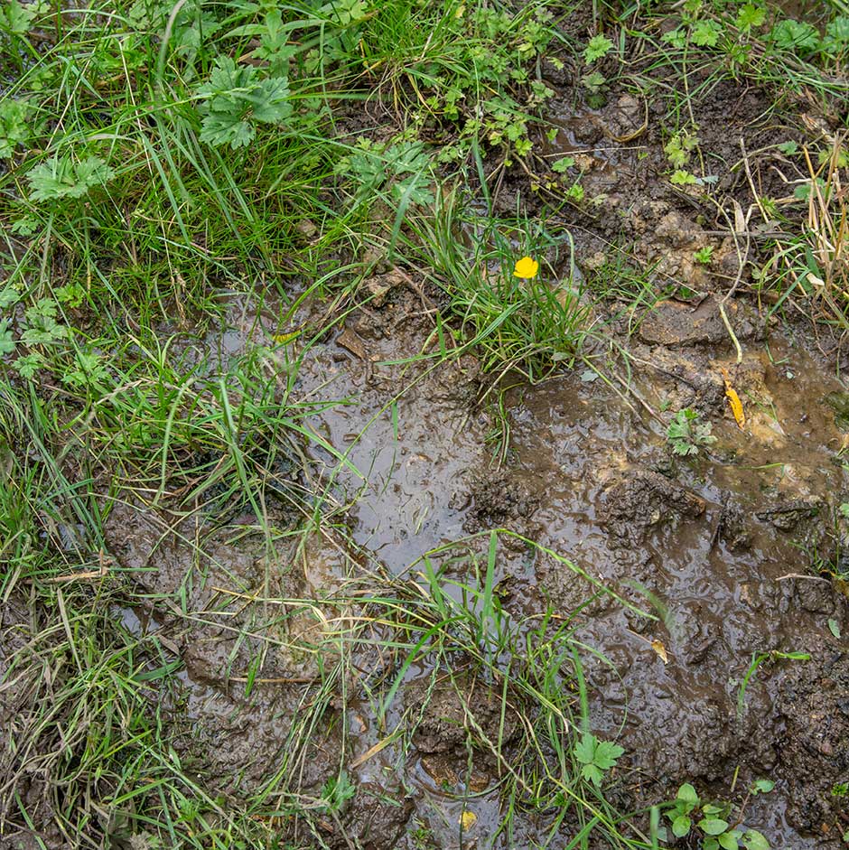 Waterlogged ground