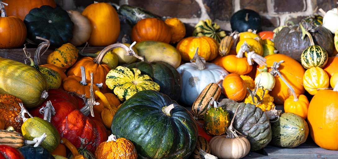 Pumpkin outlet Combo Sweet Gift Box