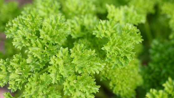 How To Grow Parsley Rhs Gardening