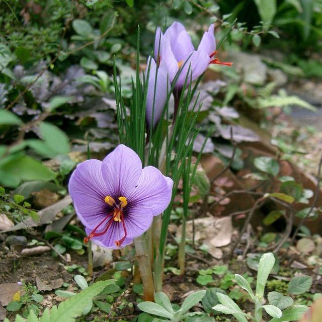 <i>Crocus sativus</i>