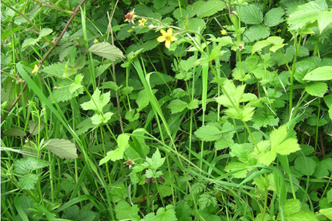 Identify Common Weeds Rhs Gardening