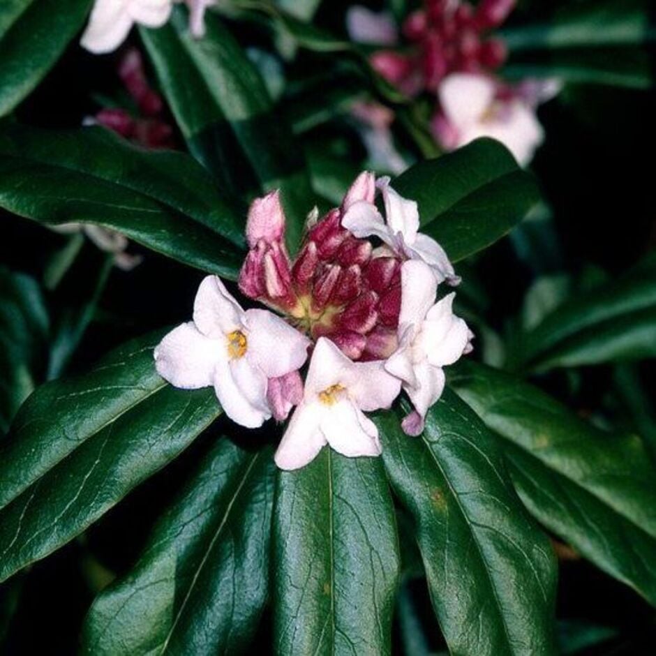 <i>Daphne</i> are very highly scented and attract many pollinators