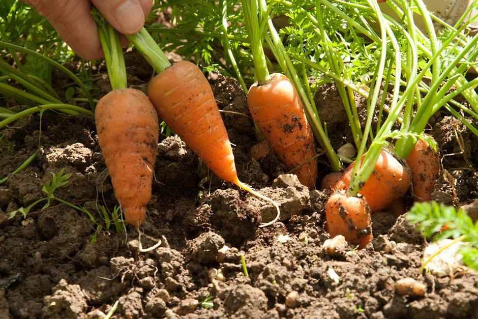 can carrots grow in hot weather