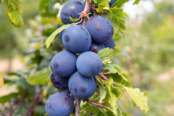 How to grow Plums | RHS Fruits