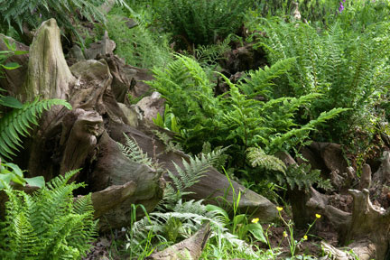 Tree Ferns Rhs Gardening