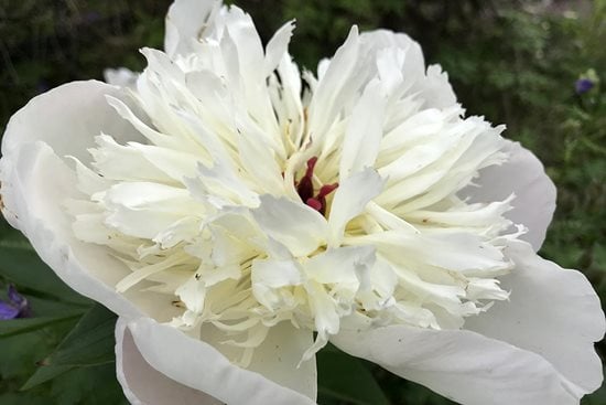 Peony / RHS Gardening