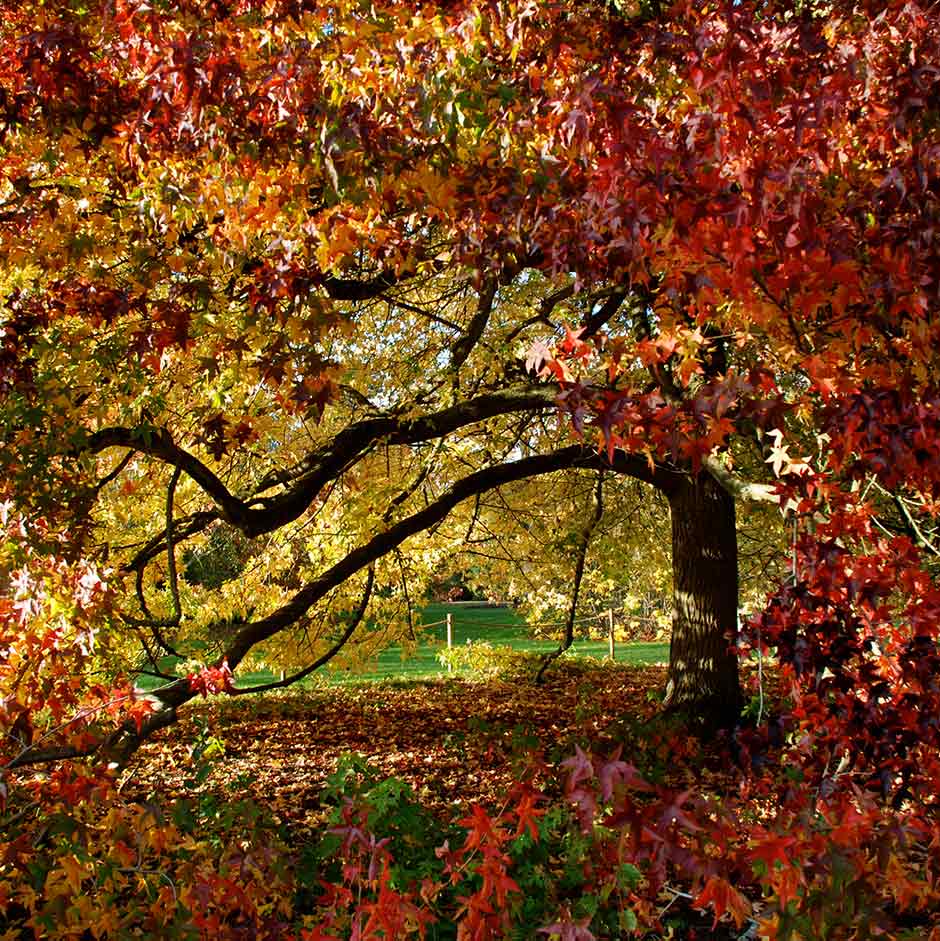 Liquidambar has impressive autumn colour.