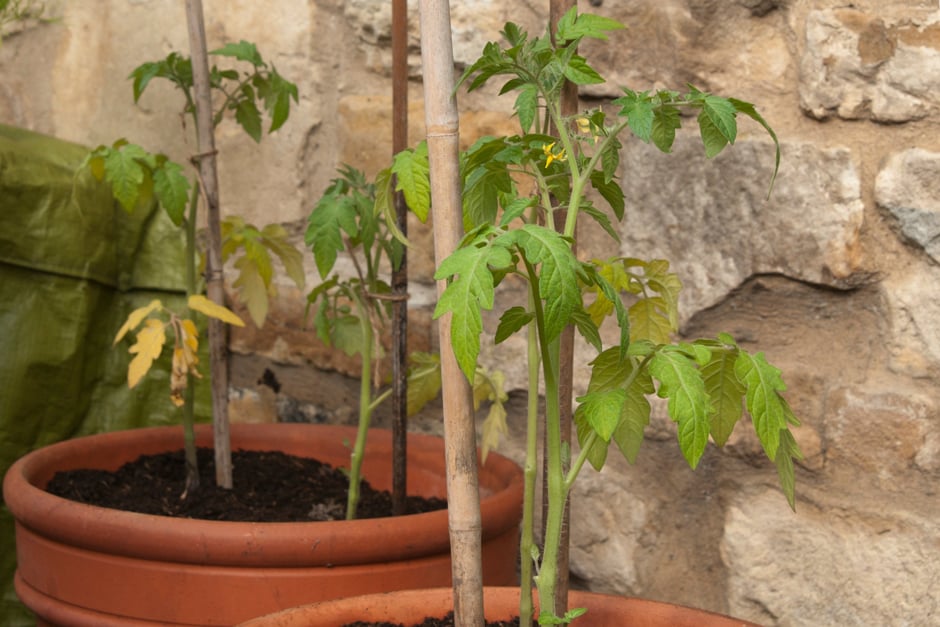 Staking newly planted tomatoes in pots outdoors