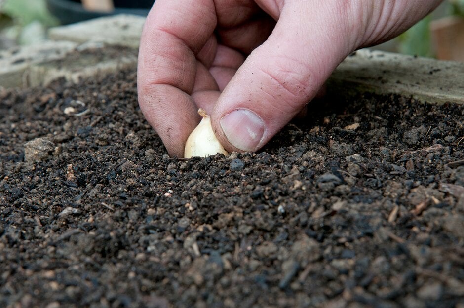 A person planting onion sets in a raised bed