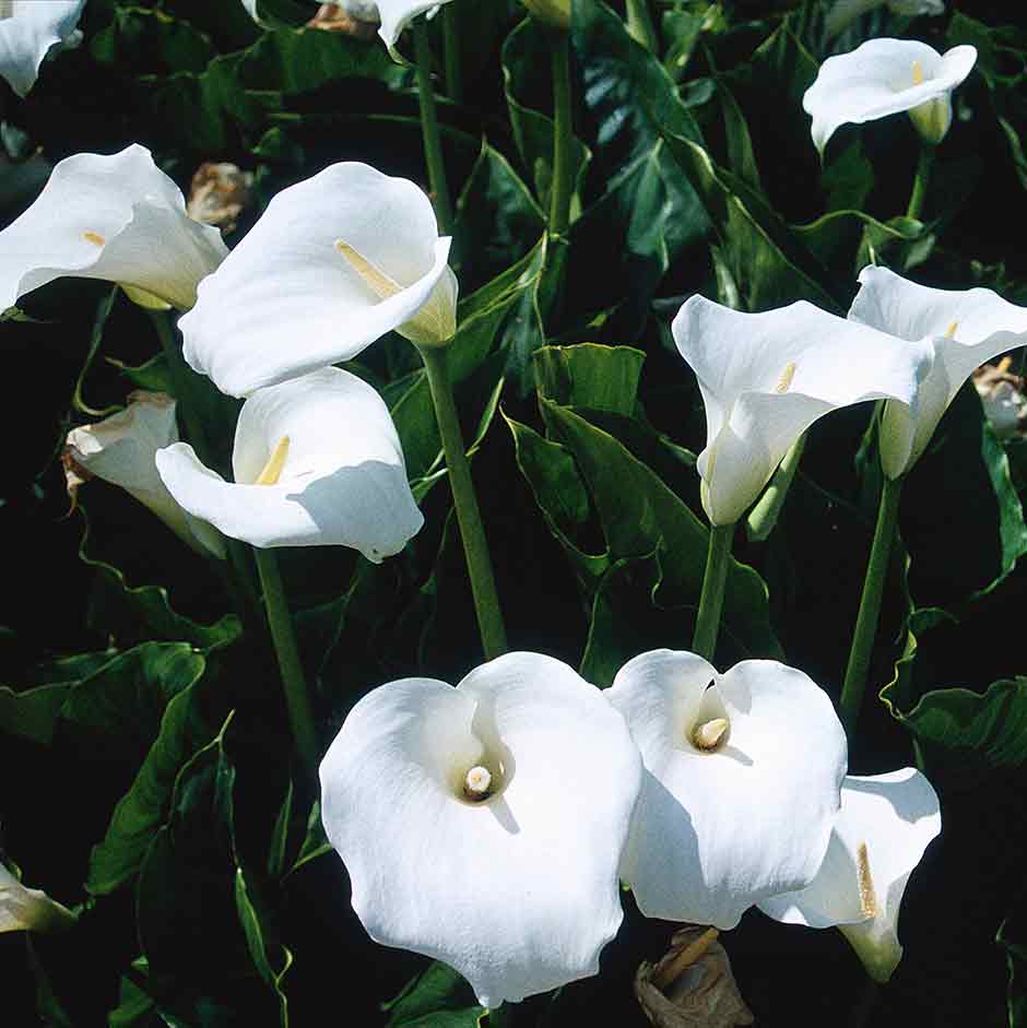 Zantedeschia aethiopica AGM is a good choice for wet soils