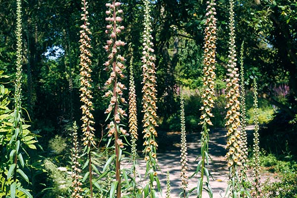 growing foxgloves from seed rhs