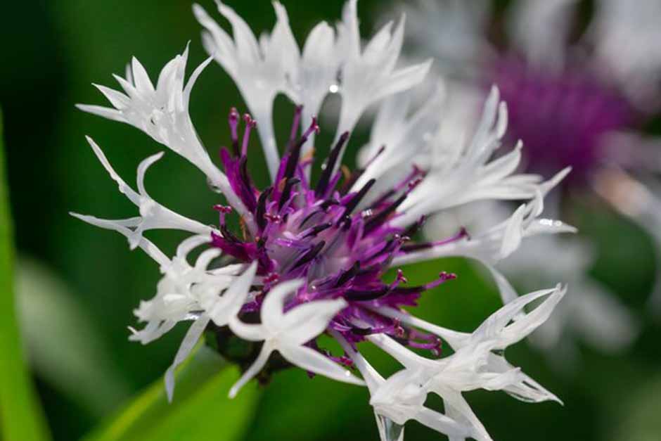 Plants in the Garden