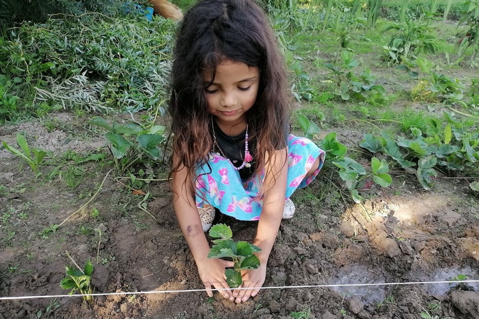 Adriana's daughter planting strawberries