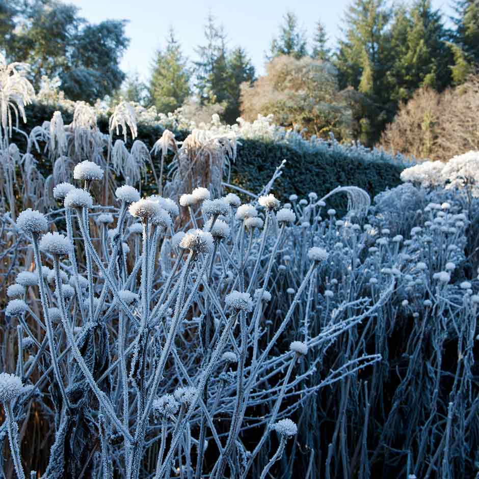 Choose plants that will survive the cold