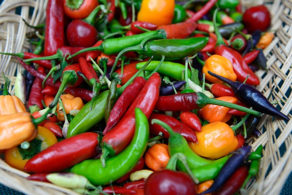 How to grow chilli peppers RHS Gardening