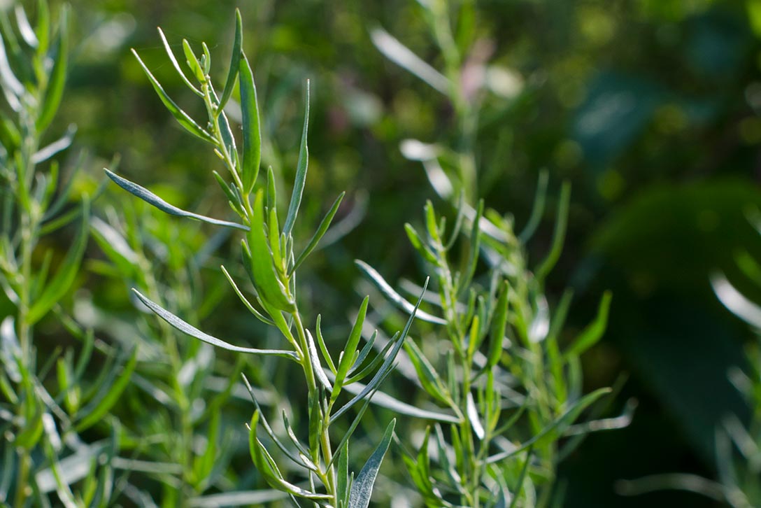 How to grow Tarragon RHS Herbs