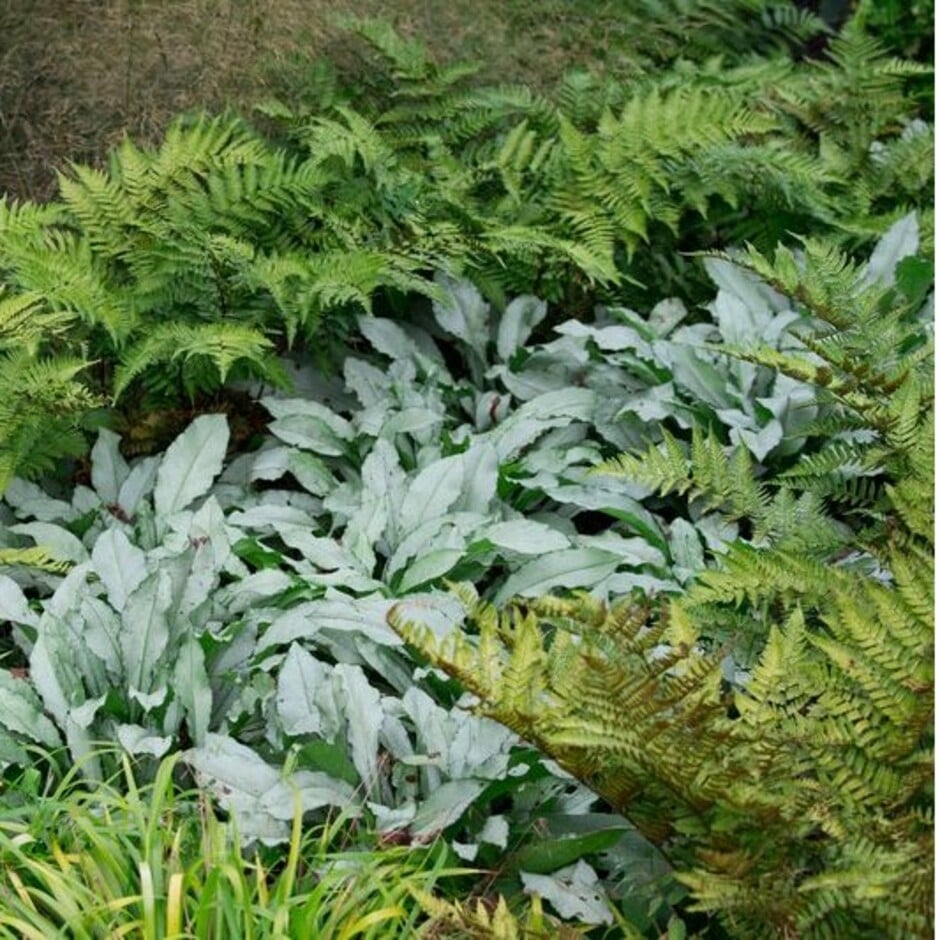 Ferns and <i>Pulmonaria</i> in partial shade