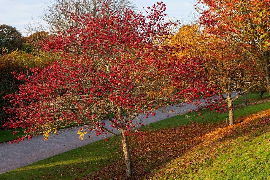 Small trees for flower shop beds