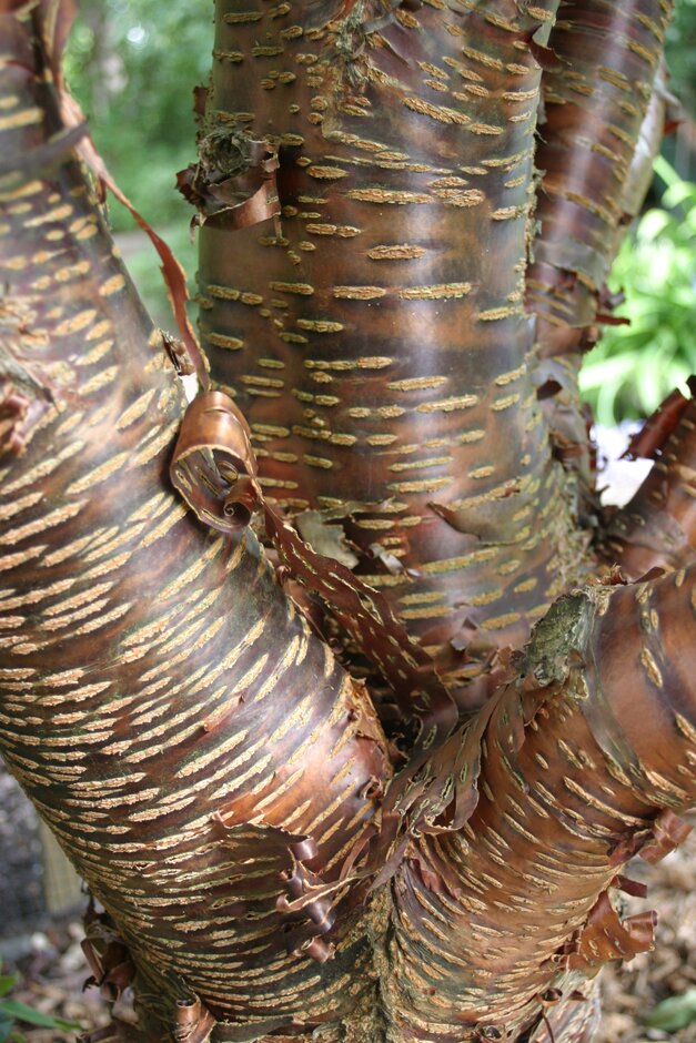 How plants breathe RHS Gardening