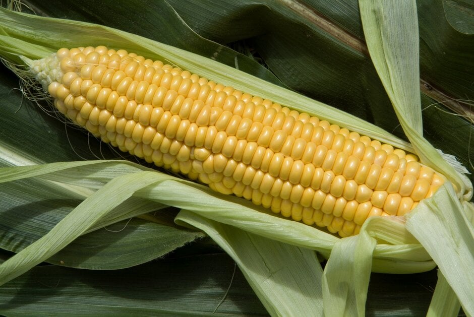 How to Grow and Harvest Sweetcorn