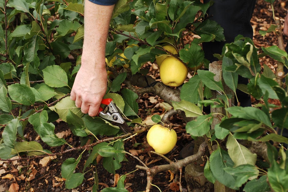 Summer pruning a stepover apple