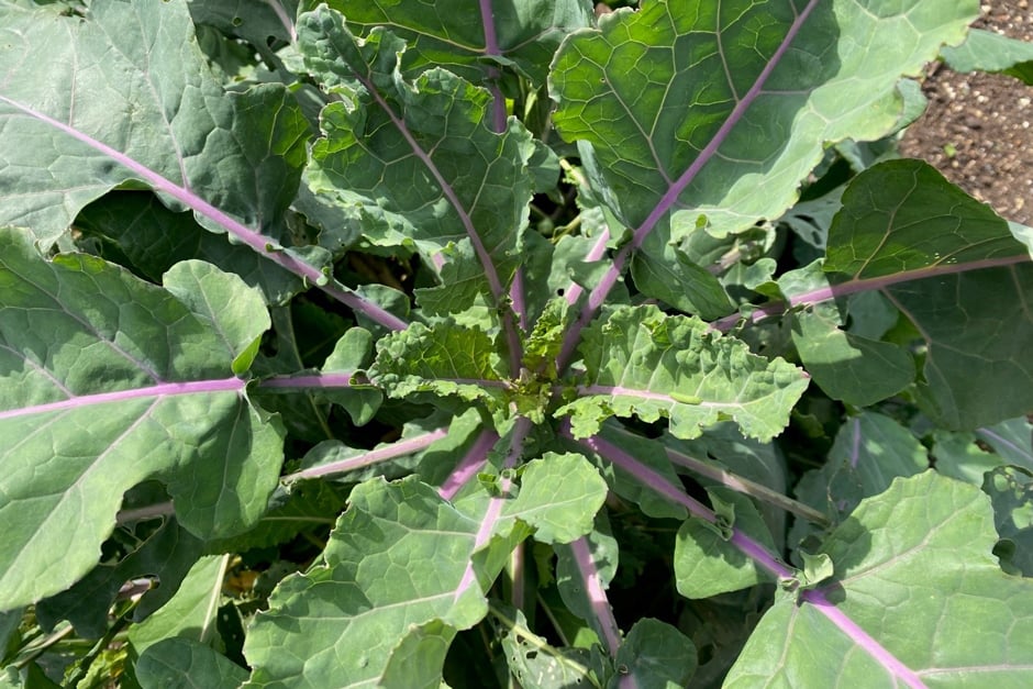 Kale ‘Big Green Easy’