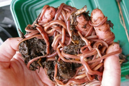 How Do Composting Worms Move?
