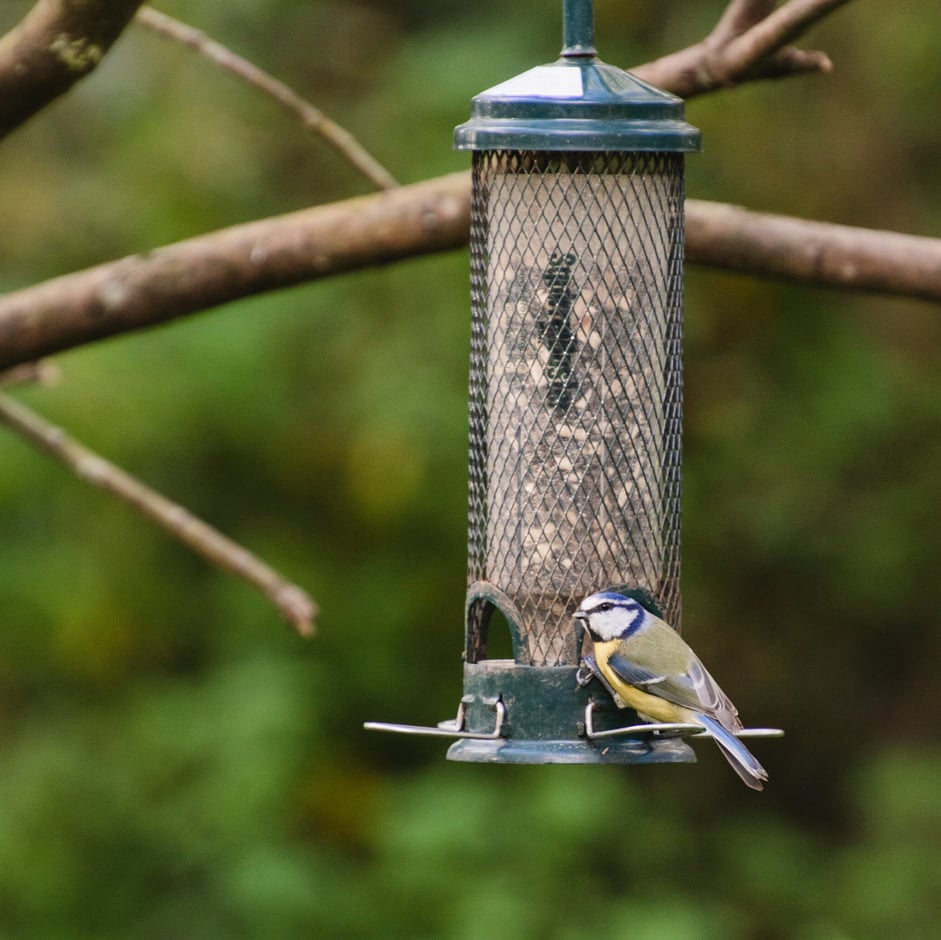 Here's What to Feed Your Summer Bird Feeder Visitors