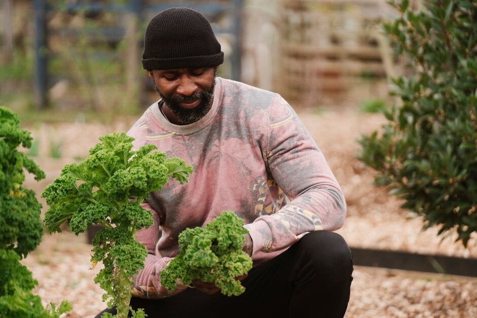 Harvesting green curly kale