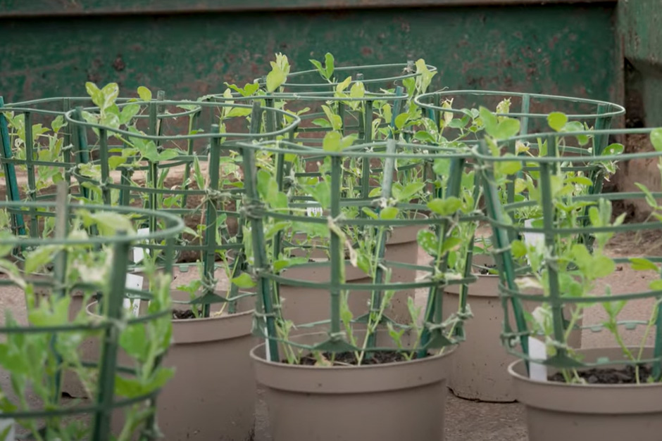 Growing sweet peas