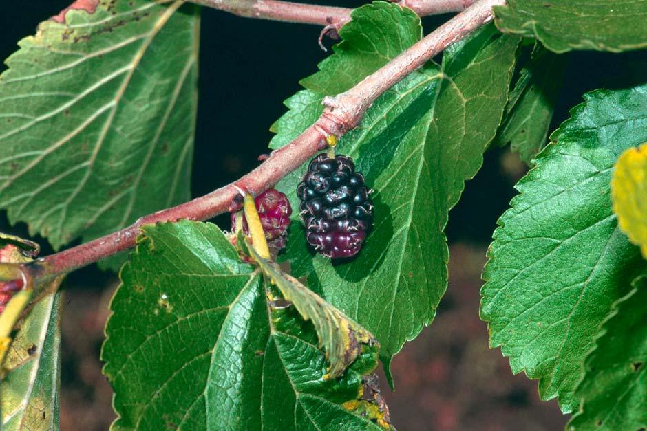 How to Grow and Care for Mulberry Tree