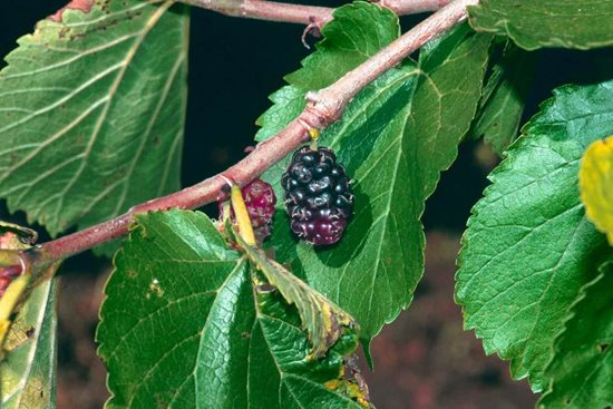 How to grow a mulberry tree  BBC Gardeners World Magazine