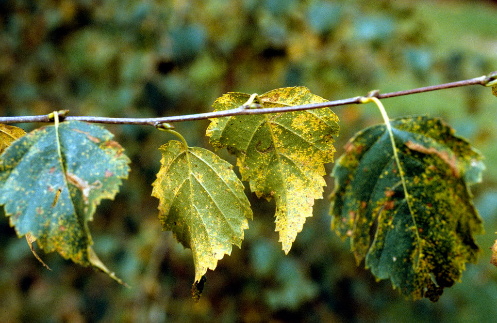 Tree Rusts Rhs Gardening