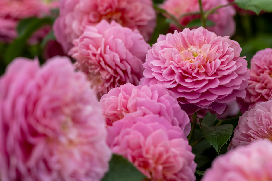 Rosa ‘Emma Bridgewater’