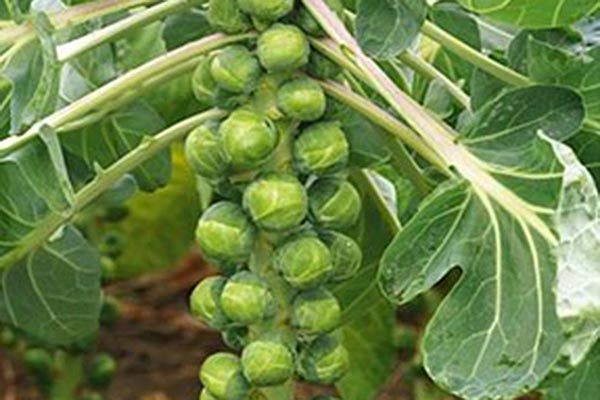 How to grow Brussels sprouts | RHS Vegetables