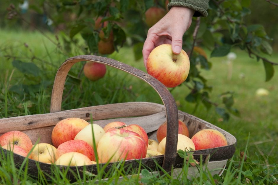 A person putting an apple into a wooden trug nestled in the grass, full of apples