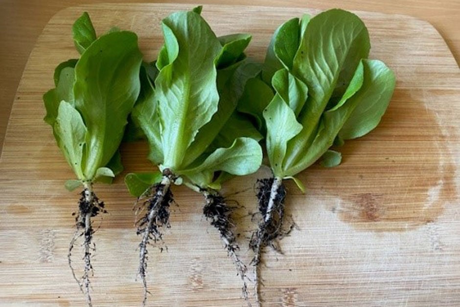 Lettuce thinnings are ideal for adding to salads