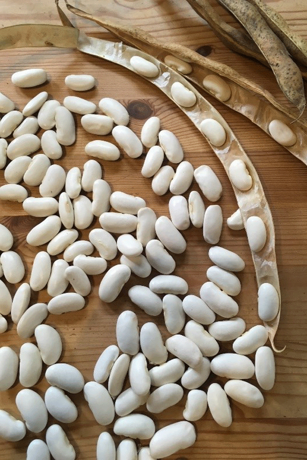 Shelling cannellini bean pods