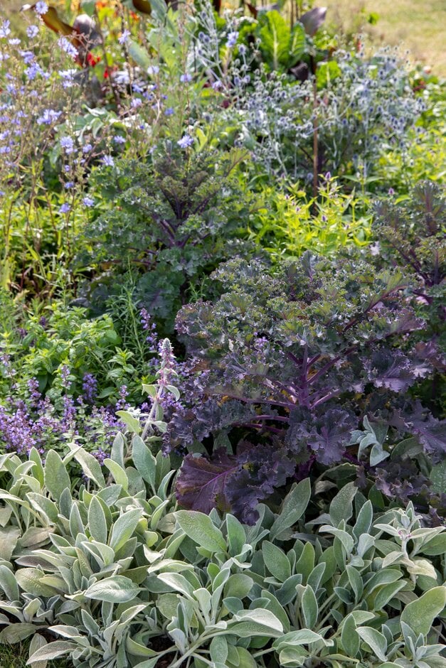Kale growing in a mixed bed of ornamentals and edibles in a Sensory Pocket planting scheme at RHS Hampton Court 2023