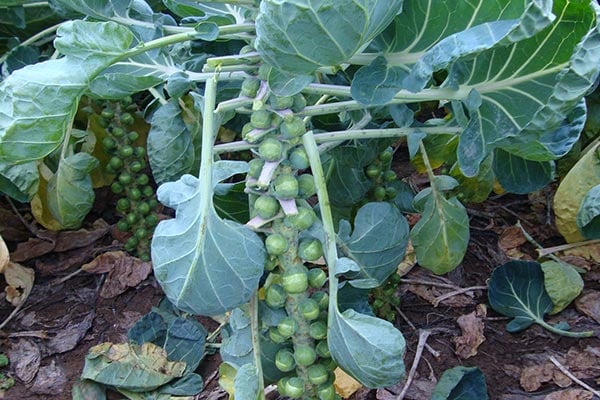 How to grow Brussels sprouts | RHS Vegetables