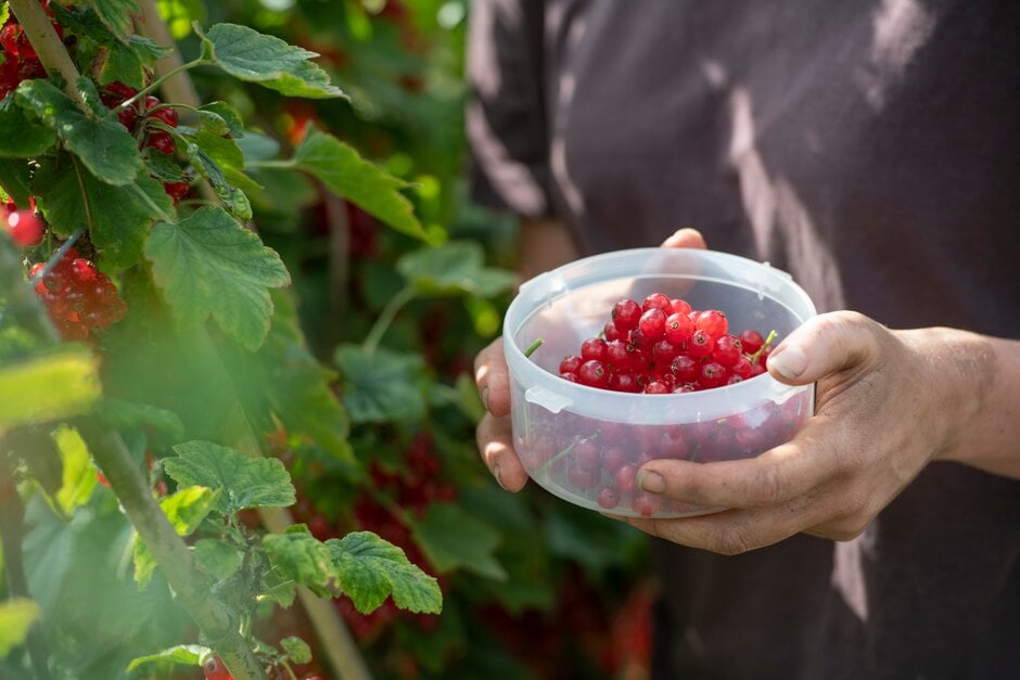 Redcurrants being harvested