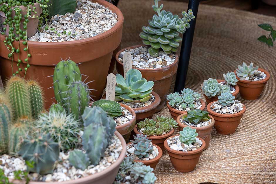 Take-home ideas for houseplant displaysThis makes for an attractive arrangement of succulents and cacti, seen at Social Media Versus Reality.