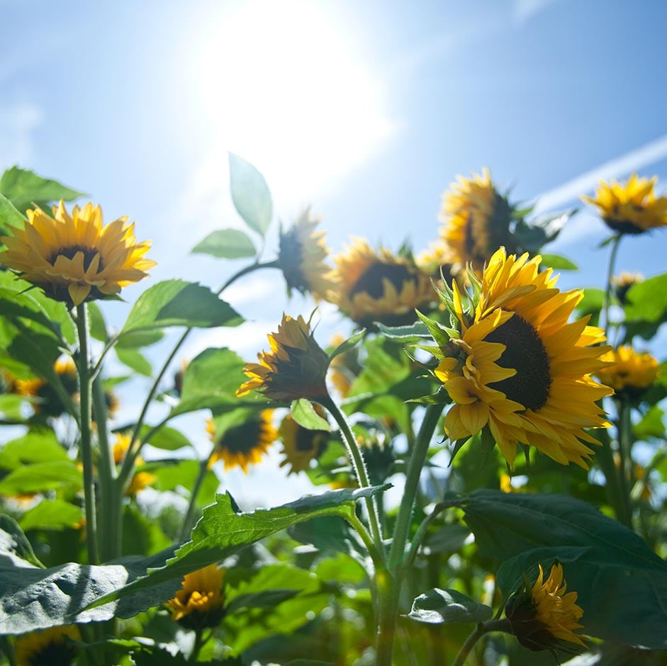 Sunflowers basking in sunlight