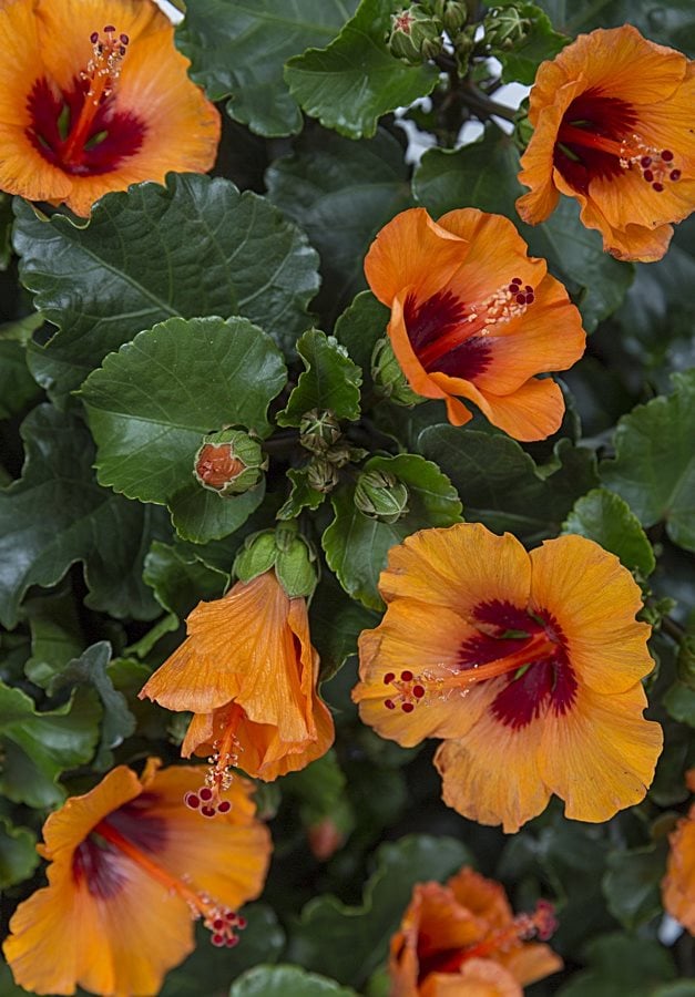 Orange hibiscus deals